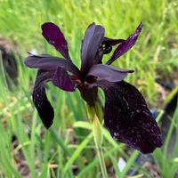 Iris chrysographes black-flowered